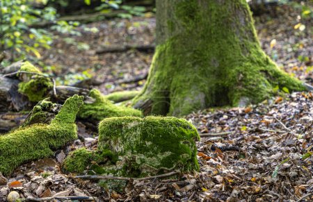 Téléchargez les photos : Bois mort dans la forêt mixte, troncs d'arbres altérés, Tegeler Forst, Berlin, Allemagne - en image libre de droit