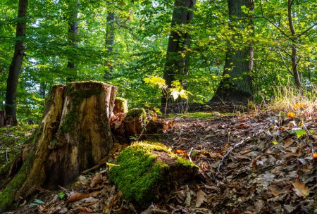 Téléchargez les photos : Bois mort dans la forêt mixte, troncs d'arbres altérés, Tegeler Forst, Berlin, Allemagne - en image libre de droit