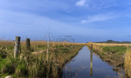 Photo for Lowland at the Bodden on Rgen, Mnchgut Peninsula, Mecklenburg-Western Pomerania, Germany - Royalty Free Image