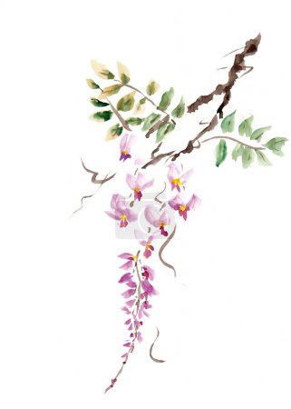 Téléchargez les photos : Fleur de glycine rose sur fond blanc, réalisée en technique chinoise go-hua. Aquarelle dessinée à la main avec texture papier. Image raster - en image libre de droit