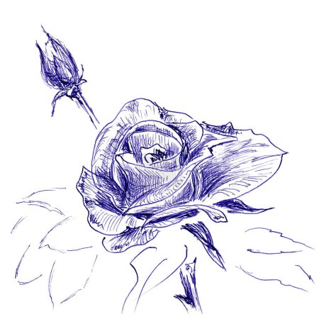 Photo for Single rose as a symbol of love. Hand made sketch with ballpoint pen on paper texture. Isolated on white. Raster image - Royalty Free Image