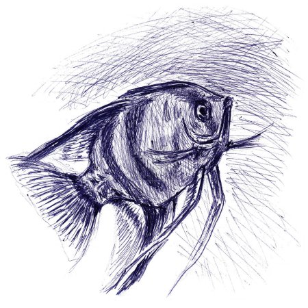 Foto de Acuario de peces Scalaria primer plano. Boceto dibujado a mano con bolígrafo sobre textura de papel. Aislado sobre blanco. Imagen mapa de bits - Imagen libre de derechos