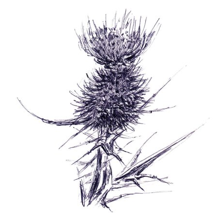 Photo for Single flower of wild burdock. Hand drawn sketch with ballpoint pen on paper texture. Isolated on white. Raster image - Royalty Free Image