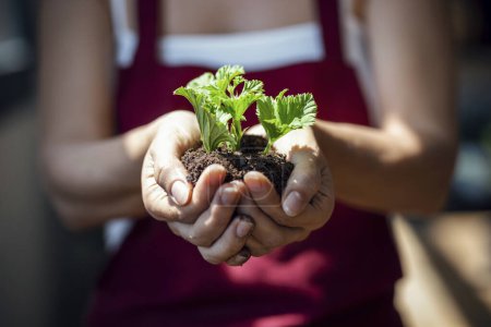 Foto de Close up of young woman hands holding growing seeds from healthy pot of soil. - Imagen libre de derechos