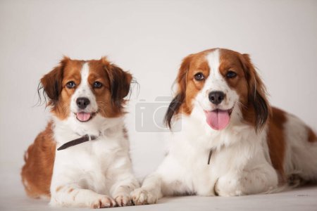 Photo for Two golden retrievers lying next to eachother - Royalty Free Image