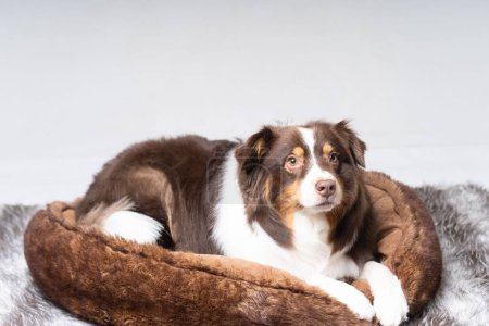 Téléchargez les photos : Berger australien brun et blanc en dogbed - en image libre de droit