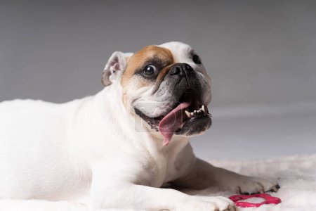 Photo for White and lightbrown American Bulldog with tongue out - Royalty Free Image