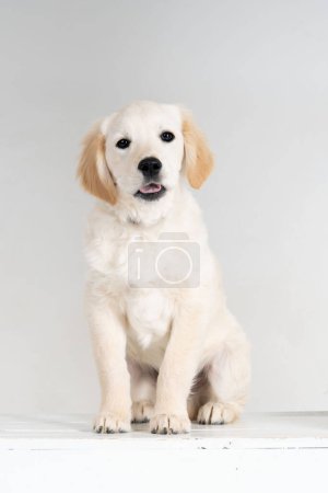 Photo for Almost white labrador puppy sitting frontal view - Royalty Free Image