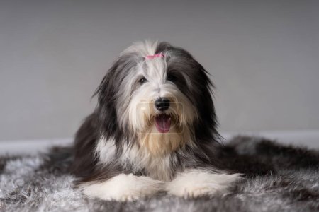 Photo for Bearded collie lying against grey background - Royalty Free Image