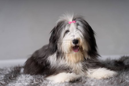 Photo for Cute looking bearded Collie - Royalty Free Image