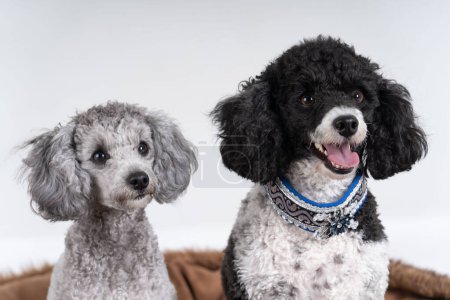 Photo for Portrait of two kings poodles - Royalty Free Image