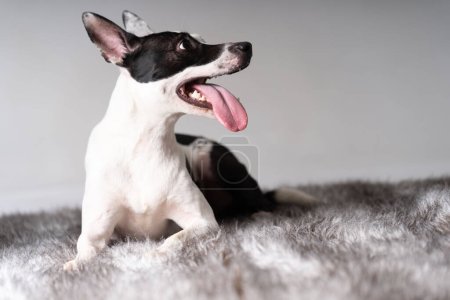 Photo for Crossbreed american stafford and malinois - Royalty Free Image