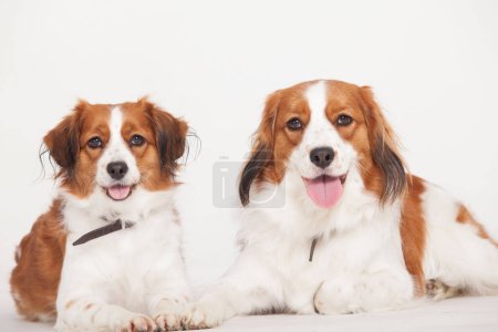 Photo for Two golden retrievers lying on a white background - Royalty Free Image