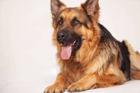 Photo for German shepherd lying and looking happy - Royalty Free Image
