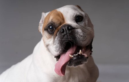 Photo for American bulldog looking nerdy in the camera - Royalty Free Image