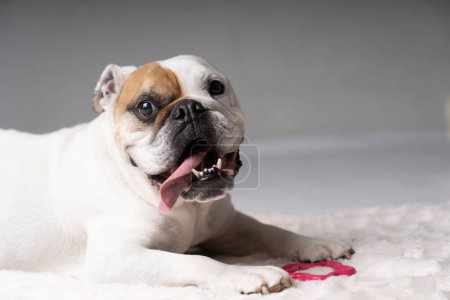 Photo for American bulldog looking silly in the camera - Royalty Free Image