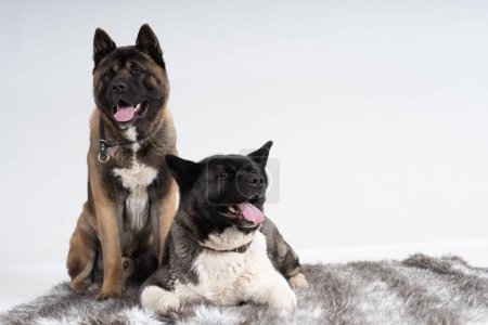 Photo for Akitas two one sitting one lying down - Royalty Free Image