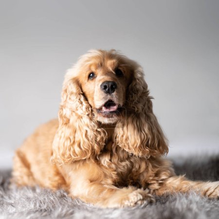 Photo for Cocker spaniel frontal portrait - Royalty Free Image