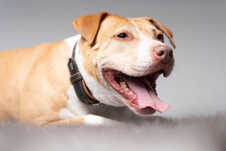 Photo for White and lightbrown pitbull lying - Royalty Free Image