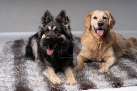 Photo for Golden Retriever and an old german shepherd lying down. - Royalty Free Image