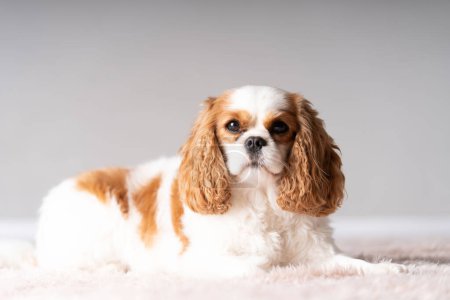 Photo for White and lightbrown Cocker Spaniel sideview lying - Royalty Free Image