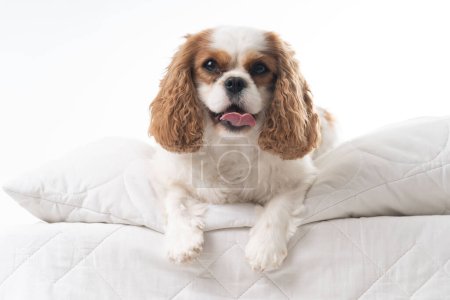 Photo for White and lightbrown Cocker Spaniel frontal lying - Royalty Free Image