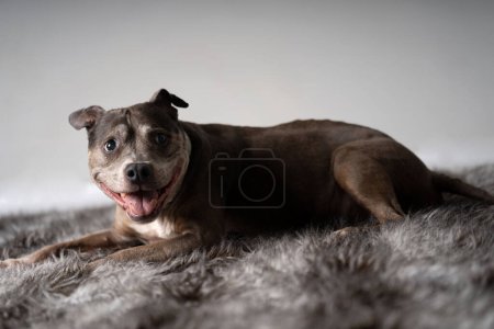 Photo for Light and dark brown pitbull full body sideview lying - Royalty Free Image