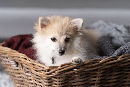 Photo for White and creme coloured Pomerian in a basket - Royalty Free Image