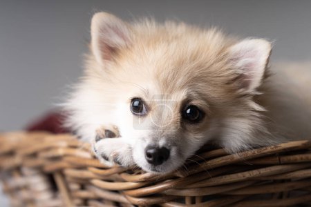 Photo for White and creme coloured Pomerian lying in a basket - Royalty Free Image