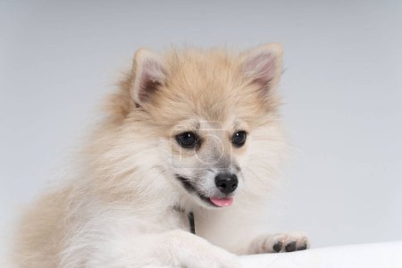 Photo for White and creme coloured Pomerian close-up portrait lying - Royalty Free Image