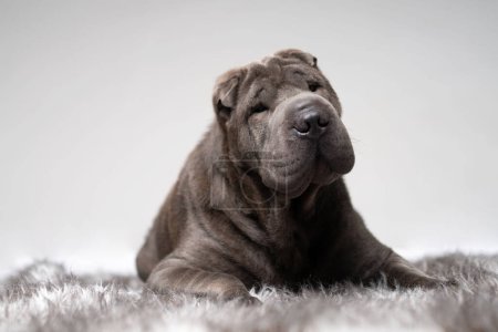 Photo for Shar pei lying on a carpet - Royalty Free Image