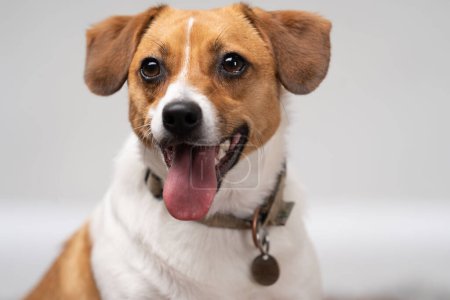 White and lightbrown Jackrussel