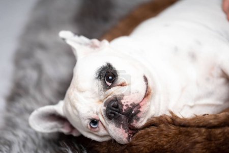 Photo for White French bulldog portrait lying on his side - Royalty Free Image