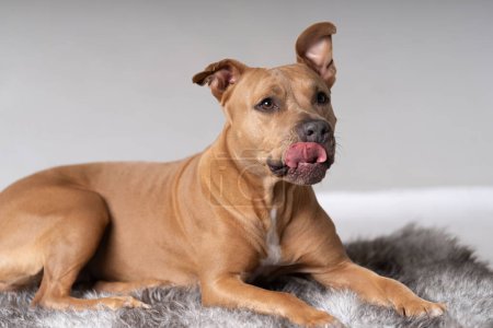 Photo for Lightbrown pitbull sideview portrait lying - Royalty Free Image
