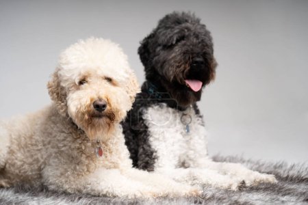Photo for 2 Kingpoodles paying attention - Royalty Free Image