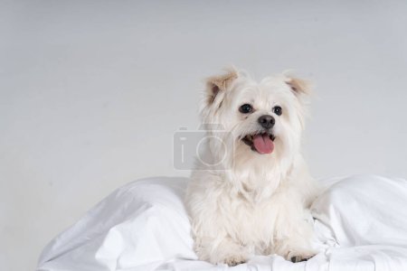 Photo for Maltezer laying on a white sheet - Royalty Free Image