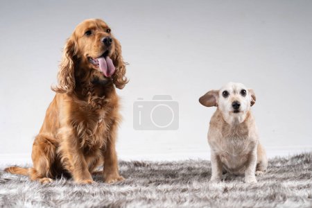 Photo for Brown cocker Spaniel and white teckle standing together - Royalty Free Image