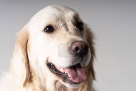 Photo for Golden Retriever close-up portrait skew view - Royalty Free Image