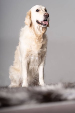 Photo for Golden Retriever sitting up straight full body grey background - Royalty Free Image
