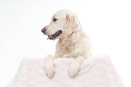 Photo for Golden Retriever hanging over wool white sheet looking sideways - Royalty Free Image