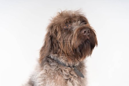 Photo for Wireheared Pointing Griffon sideview portrait - Royalty Free Image