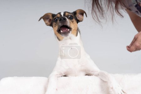 Photo for Jack russel terrier barking - Royalty Free Image