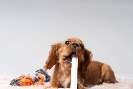 Photo for Cocker Spaniel chewing on a bone - Royalty Free Image