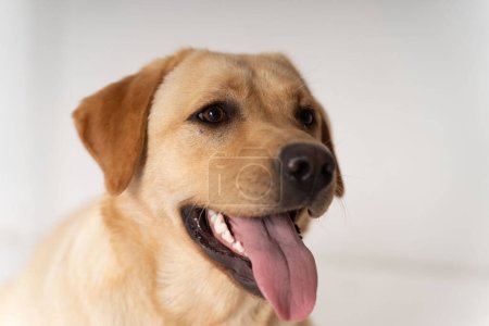Téléchargez les photos : Labrador Retriever portrait de chiot - en image libre de droit