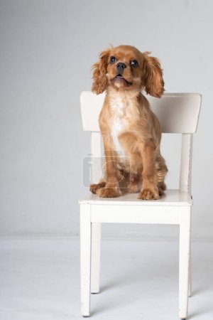 Photo for Cocker Spaniel frontal sitting on a small chair - Royalty Free Image