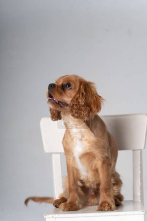 Photo for Cocker Spaniel on a childrens chair - Royalty Free Image