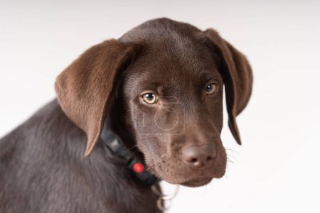Photo for Labrador puppy looking timide - Royalty Free Image