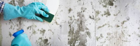 Photo for Cleaning Mold On Dirty Wall. Wipe Mould Service - Royalty Free Image