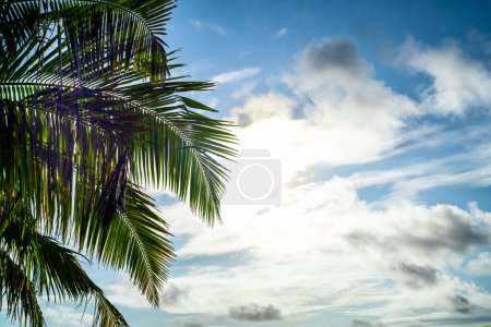 Téléchargez les photos : Feuilles de cocotier vert contre le ciel - en image libre de droit