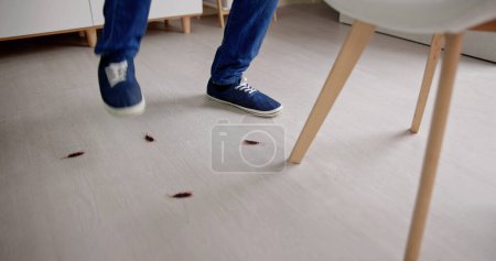 Téléchargez les photos : Bugs de cafards dans Dirty House à l'intérieur. Appartement Hygiène - en image libre de droit